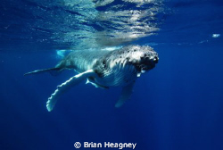 1 second to impact with a 4 tonne baby Humpback Whale. Ouch! by Brian Heagney 